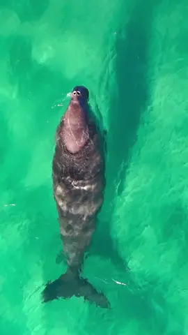 #dugong #queensland #australia 
