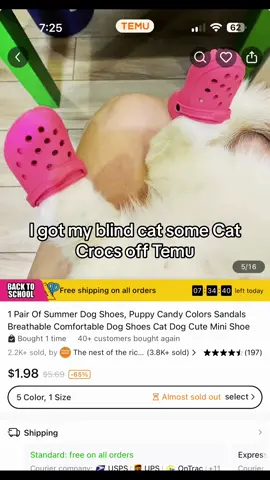 Holly trying on her Cat Crocs. #screammovie #VozDosCriadores #temu #blindcatsoftiktok #blindcat #cattok #catsoftiktiok #crocs #minicrocs #crocsgang #catcrocs 