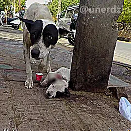 Ainda existe salvação na humanidade, parte 10🥺... #ajuda #cena #triste #emocionante #animal