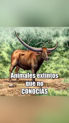 El bovino mas grande que piso áfrica #curiosidades #paratí #fyp #tukitops #tik_tok