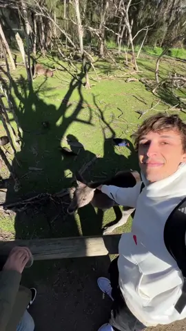 Por fin conoci un kanguro bien y a un koala! Increíble jajajaja