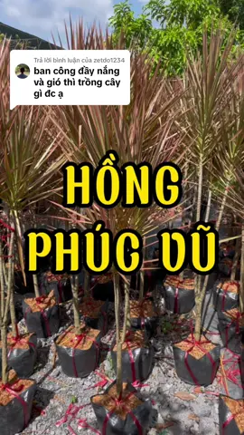 Trả lời @zetdo1234 Anh tham khảo thử Hồng Phúc Vũ nha #cayhongvu #cayhongphucvu #cây_hồng_vũ #hồng_vũ #cây_huyết_dụ #huyết_kiếm #cây_huyết_kiếm #cayphattaido #kiengla #kienglavietnam #caybancong #cây_ban_công 