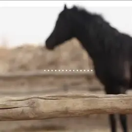 • الحَمدللّٰه أنَّها ليسَت دَارَنا، ولا دِيارَنَا وأنّ المُستقر بجوارِ رَبِّ العَالمين!  #غريب_ضمني_شعث_البوادي #دنيا_فانية #كن_في_الدنيا_كانك_غريب_او_عابر_سبيل #غفر_الله_لنا_ولكم #🕊🤍 