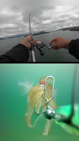 #pescaria  #carretilha de pesca #canadepesca #Joyfox 