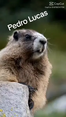 #CapCut #memes #humor #animacao #cuiabano 