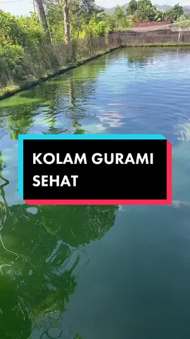 Contoh kolam ikan gurami sehat