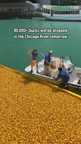 Chicagoans love the Ducky Derby 🐥