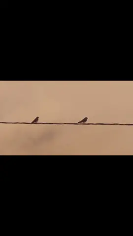 The sky is overcast and I'm sorry..  #twobirdsonawire #twobirds   #speedsongs  #spedupsounds  #lyrics #lyricsvideo #music  #sky  #brids 