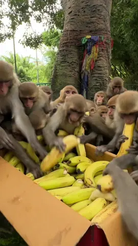 monkey having box of banana #feedinganimal 