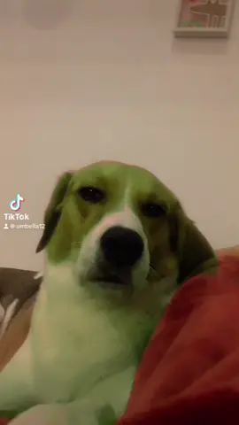 My shrek version 🐾❤️