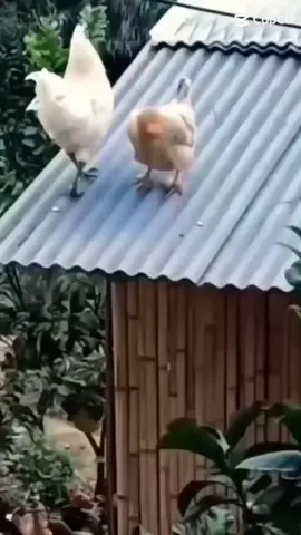 صباح الخير من قلب صباحه😘😘😘🥰🥰🥰🥰😘😍😍😍😍