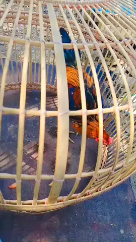 #mentahanvideo #mentahan #buatprenktemen #hobi #ayam #ayambangkoo #bangkok #bangkokstory 