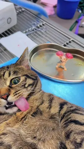 #cat #cute 