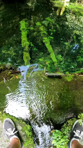 It looks like an underwater forest 🌲🌲 #relax #calm #japan #underwater #underwaterworld #ghiblivibes #nature 
