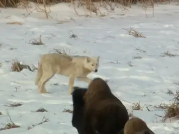 wolf #cow#wild #animal #wildanimals #animalworld #tiktok 