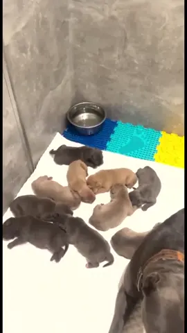 Сладкие карапузы 🥰 #собаки #воспитаниесобак #дрессировкасобак #кинолог #американскийбулли #alfabulls #alfabullsкормтоп 