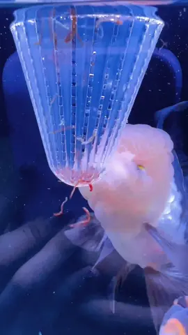 Blood worms time ! #goldfishoftiktok #goldfishthailand #ปลาทองหัววุ้น #ปลาทองฮอลันดา #goldfishkeepers #orandagoldfish #ปลาทอง #exoticpets #orandatricolor #fancygoldfish #fancygoldfishkeeper #bloodworms #bloodwormfrozen 