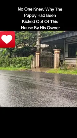 No One Knew Why The Puppy Had Been Kicked Out Of This House By His Owner #foryou #dog #animal #puppy #abandoned #neiperteee #cane #cucciolo #abbandono Cucciolo Lasciato fuori Casa 