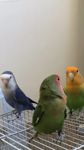 سلة الفواكهه اجتمعو مره ثانيه بقيادة لونا🫡😂(ماشاءالله).                                                                    تابعونا في البرنامج الاصفر الرابط بالبايو 💛                  #ببغاء #ببغاء_روز #عصافير #bird #birds #بِيتي_ولونا #هواية_تجمعنا #مالي_خلق_احط_هاشتاقات #اكسبلور #explore #fyp #fypシ #fypシ゚viral #هوايه_تجمعنا #اكسبلورexplore 