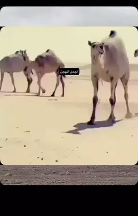 اكسبلور ❤️❤️