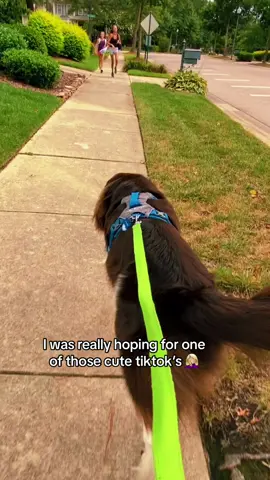 he will trade you for a stranger w a snack #dogsoftiktok #capcutvelocity #newfoundlanddog #rejected #funnypets 