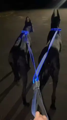 #greatdane#dogcommunity#night#viral#foryoupagе#freevideo 