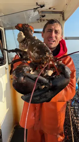 Replying to @surprisesandwitch don’t catch many oversize while shedder fishing! But this morning we finally got one! #maine #oceanlife #lobster #lobsterfishing #commercialfishing #lobstertok #fy #fyp #interesting #🦞 #sustainable #fishing #ocean #seafood #educate #DidYouKnow 
