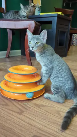 everyone say hi to QWERTY or she will cry  #cats #catcafe #adoptablecats #rescuecat #catcrimes 