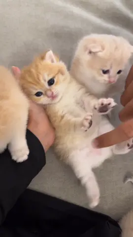 ✨ماشاء الله✨للحجز.  . . For sale: British shorthair NY12 & AY12. Location: Jeddah. Saudi Arabia  . الموقع: جدة . . التواصل دايركت.  . . . #cat #cute #catsofinstagram #fyp #foryou #fypシ #catsforsale #scottishfold #britishshorthair #ny12  #قطط #قطط_للبيع #كتن #كتنز #كتنز_للبيع #سكوتش_فولد #بريتش_شورت_هير