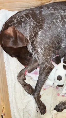 Ellie girl had a long morning.. we brought our AKC Registered German Shorthairs into the world today!! Cant wait to see these little girls & boys do what they were born to do!! #huntingdogseason #gpspuppy #puppytok 