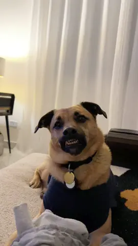 foa noife pefoal #viralatacaramelo #cachorrosdotiktok 