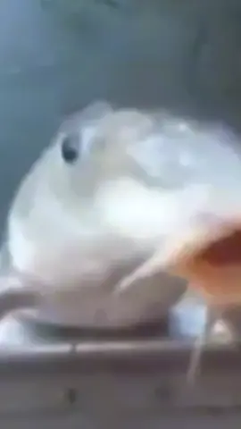 será meme #meme #edit #tiktok 