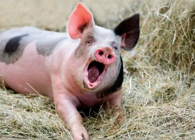 she cute pigs #fyppppppppppppppppppppppp #pigs #viral #foto #foryou #