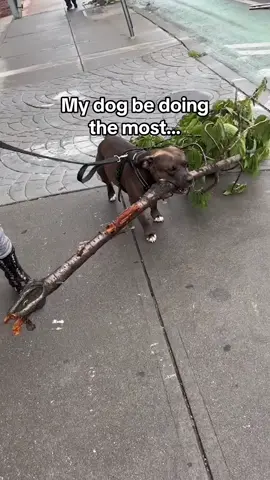 Thats a whole tree 😳  #fyp #staffy #funnydog #pitbullsoftiktok #dogsoftiktok 