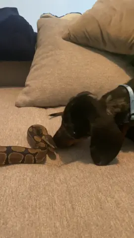 Cvetomirka Indiana Jones #ballpython #dachshund #loptastipiton #jazavicar 