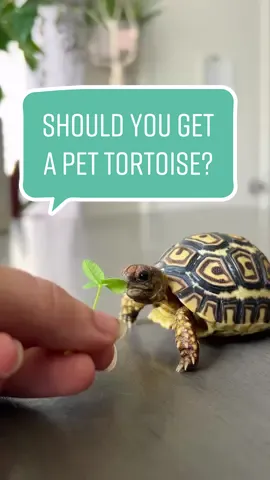 If you answered no to any of these questions you should NOT get a tortoise 🐢 They’re amazing pets but they are a HUGE commitment. Please do A TON of research BEFORE making the decision to get a tortoise. 🙏 #tortoises #exoticpets #reptilemom #reptiles #pettortoise #cuteanimals 
