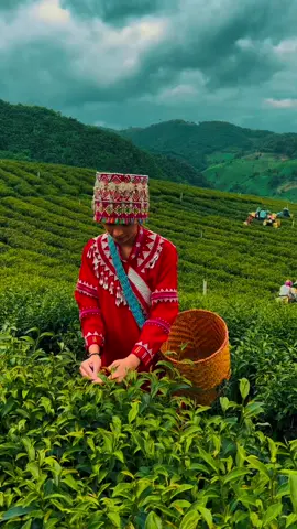 ไร่ชา101 เชียงราย มีที่พัก บรรยากาศดี เราไปถูกช่วงที่เค้าเก็บชาพอดี ลุงเจ้าของไร่ก็ในดีอนุญาตให้ลงไปในไร่ด้วย แถมให้เอาชุดมาถ่ายรีวิวการเก็บชา สอนอธิบายด้วยเลย 🥰#CapCut Tiktokจำกัดอีกแล้ว ไม่น่ารักแล้วน๊า #ท่องเที่ยวธรรมชาติ #สายธรรมชาติ #สายคาเฟ่ #เชียงราย #ไร่ชา101แม่สลอง #tiktok #tiktokthailand 