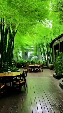 Tận hưởng cảnh đẹp ở sâu trong rừng trúc#scenery #relaxvideo #relax #foryou #homedesignideas #HealingJourney #fyp #homesweethome #gardening #hoahồng #aesthetic #healing 