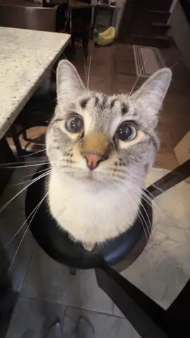 Pikwi #cat 