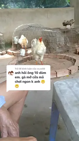 Trả lời @co.co50 những ae mà mình chưa tl ae được,, ae thông cảm cho mình nha,, tại gì nhiều comment quá e không thể nào tl hết được, ae đừng buồn nha,c,on ae nhiều 🥰