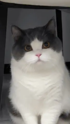 bisa aja lu mpus 😤 #kucinglucu #kucingtiktok #kucing #kucingku #kucinggemoy #kucingnyimut #anabul 