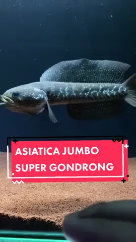 ikan chana asiatica jumbo super gondrong  #asitica #chanagondrong #ikanhias  #ikanhiasairtawar  #ikanchana  #asiaticaws  #ikangondrong 
