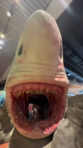 Just another reason why I’m scared of the ocean! #shark #sharkweek #megalodon #Science #museumofdiscoveryandscience #ameliasadventures #wheresamelia #ameliasquestfrothebest #dayinmylife #blonde #bimbo #fortlauderdale #travel #adventure #dinosaurs 