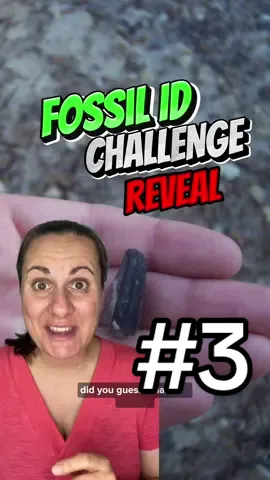 Replying to @donaldlang01 👍 Well done! I found this fossil while prospecting in the Alberta badlands.  #paleontology #identify #challenge #learn #fossilidentification #dinosaur 