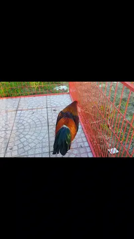 Đều 2kg850 Clipxo Dalo 0367598940#gathomo #gà_chọi_việt_nam #xuhuong #gada #soctrang 