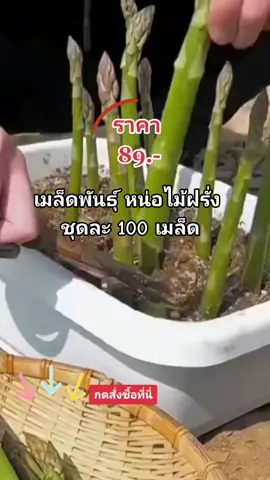#เมล็ดพันธุ์หน่อไม้ฝรั่ง  หน่อไม้ฝรั่ง ชุดละ100เมล็ด
