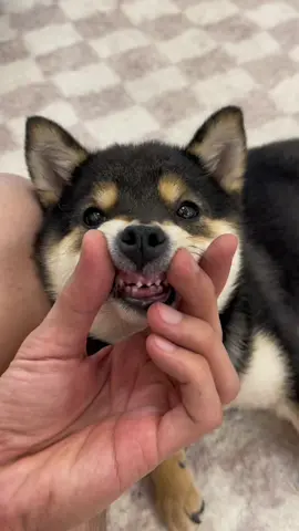 Manyu is growing up😿#littlemanyu #shiba #dogsoftiktok #cute 
