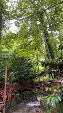 #اسطنبول #صبنجة_المعشوقية #معشوقية #تركيا #fyp #fypシ #fypシ゚viral #viral #viraltiktok #tiktok #سفر #رحلة #شجرة #غابات 