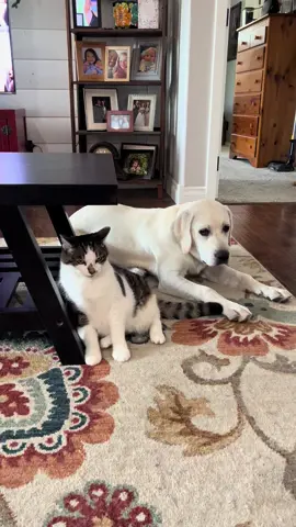 Luna chose violence today 😂 ... but had immediate regrets. #lab #labrador #cats #catsanddogs #labpuppy  