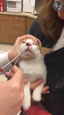 In the first video you see that this poor kitten is struggling to get rid of this big Botfly from this her nose. the veterinarian may sedate the larva with an anesthetic and then pull it out. Alternatively, some doctors will place a liquid or salve into the hole that eliminates the larva's ability to breathe. The botfly will usually soon start to emerge at which point it can be grasped and pulled out. For the 2nd video you see owner pretending i do not see the cat and see her reaction, she actually felt lost and terrified at the same time. #botfly #botflyremoval #parasite #vet #cuterebra #warble #vetmed #cat #PetsOfTikTok #cats #veterinarian #viral #viraltiktok #viralvideo #kitten #kittens 